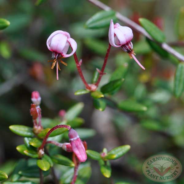 Cranberry - American | | Carnivorous Plant Nursery