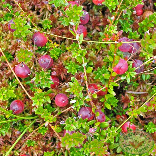 Cranberry - Northern | | Carnivorous Plant Nursery