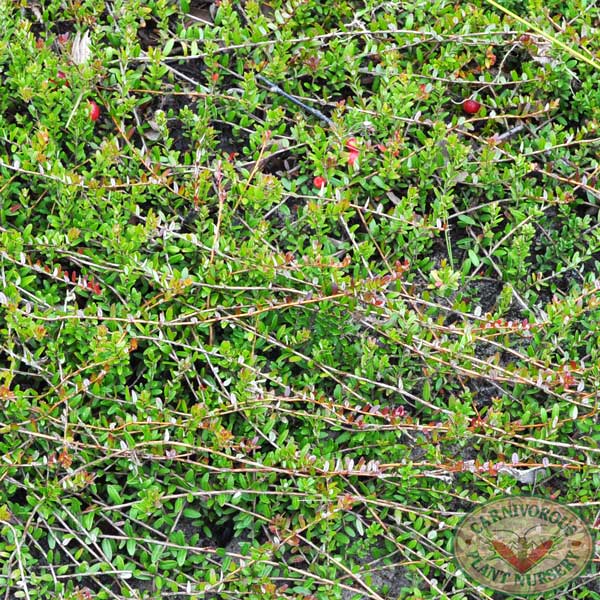Cranberry - Northern | | Carnivorous Plant Nursery