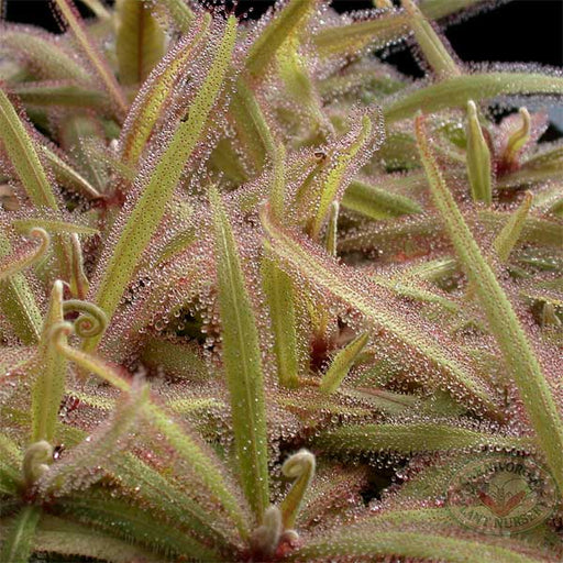 Drosera adelae | | Carnivorous Plant Nursery