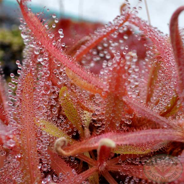 Drosera adelae - Giant Red | | Carnivorous Plant Nursery