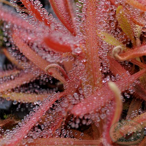 Drosera adelae - Giant Red | | Carnivorous Plant Nursery