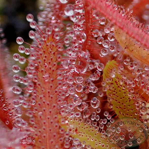 Drosera adelae - Giant Red | | Carnivorous Plant Nursery