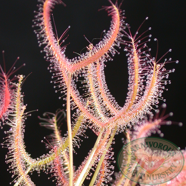 Drosera binata - T Form | | Carnivorous Plant Nursery