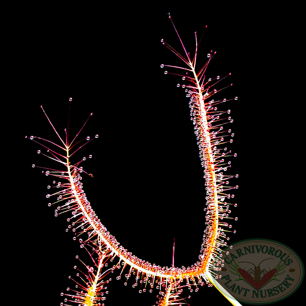 Drosera binata - T Form | | Carnivorous Plant Nursery