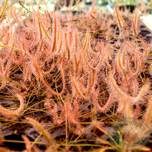 Drosera binata - T Form | | Carnivorous Plant Nursery