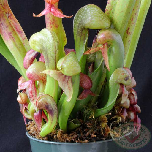 Cobra Lily Seeds | | Carnivorous Plant Nursery
