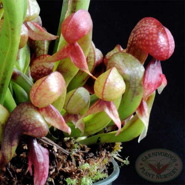 Cobra Lily | | Carnivorous Plant Nursery