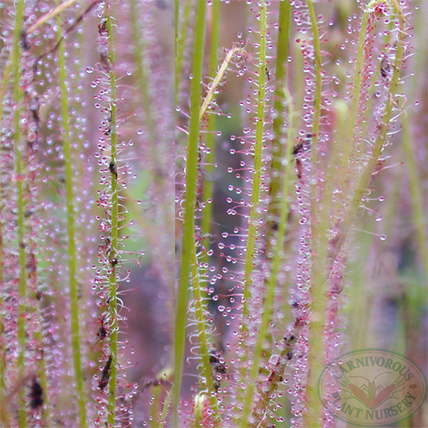 Drosera x California Sunset | | Carnivorous Plant Nursery