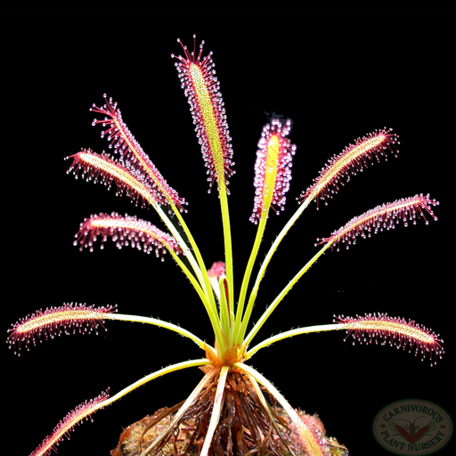 Drosera capensis | | Carnivorous Plant Nursery