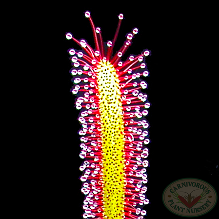 Drosera capensis | | Carnivorous Plant Nursery