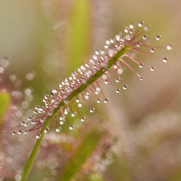 Drosera capensis - Pink Form | | Carnivorous Plant Nursery