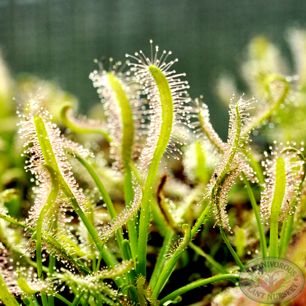 Drosera capensis - White Form | | Carnivorous Plant Nursery