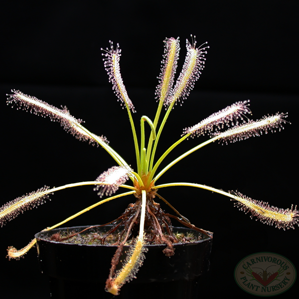 Drosera capensis - White Form | | Carnivorous Plant Nursery