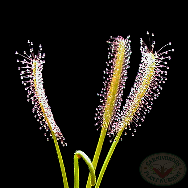 Drosera capensis - White Form | | Carnivorous Plant Nursery
