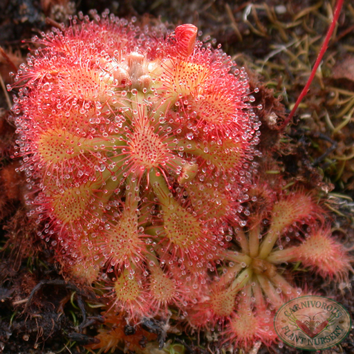 Drosera capillaris Seeds | | Carnivorous Plant Nursery