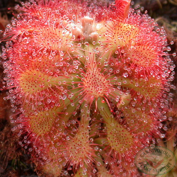 Drosera capillaris | | Carnivorous Plant Nursery