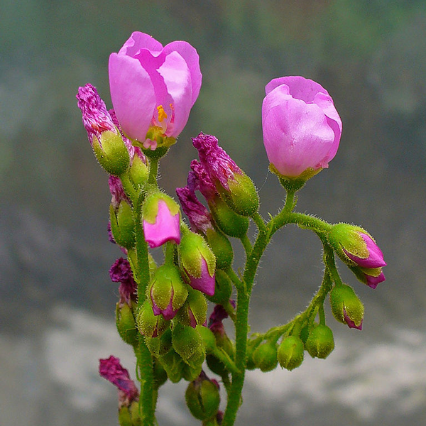 Drosera capillaris | | Carnivorous Plant Nursery