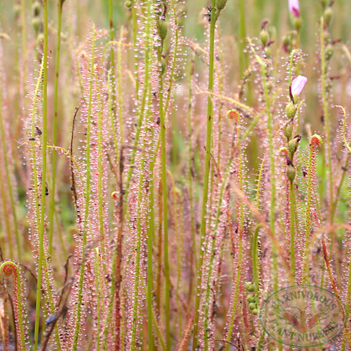Drosera filiformis filiformis Seeds | | Carnivorous Plant Nursery