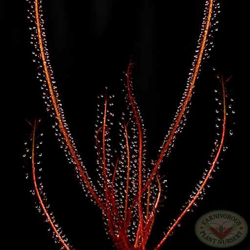 Drosera filiformis filiformis Red Seeds | | Carnivorous Plant Nursery