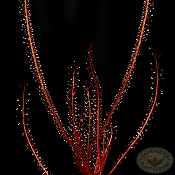Drosera filiformis filiformis - Red Form Florida | | Carnivorous Plant Nursery
