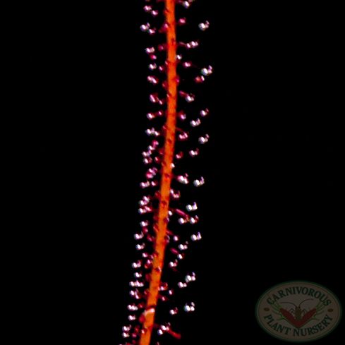 Drosera filiformis filiformis - Red Form Florida | | Carnivorous Plant Nursery
