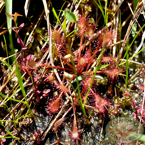 Drosera intermedia | | Carnivorous Plant Nursery