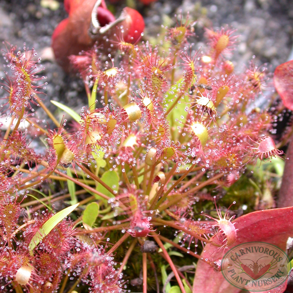 Drosera intermedia | | Carnivorous Plant Nursery