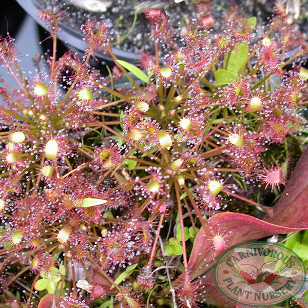 Drosera intermedia | | Carnivorous Plant Nursery