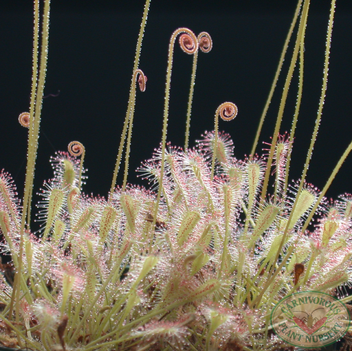 Drosera nidiformis | | Carnivorous Plant Nursery