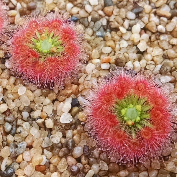 Drosera paleacea | | Carnivorous Plant Nursery