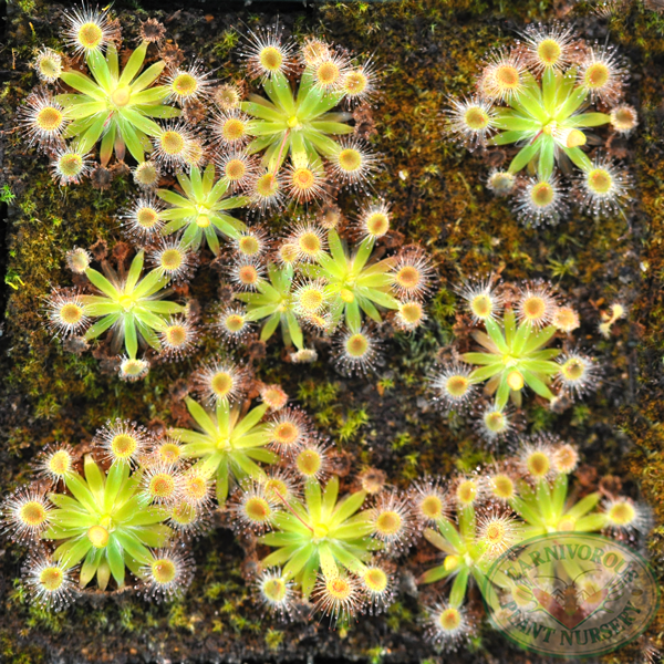 Drosera pulchella-Pink Flower | | Carnivorous Plant Nursery