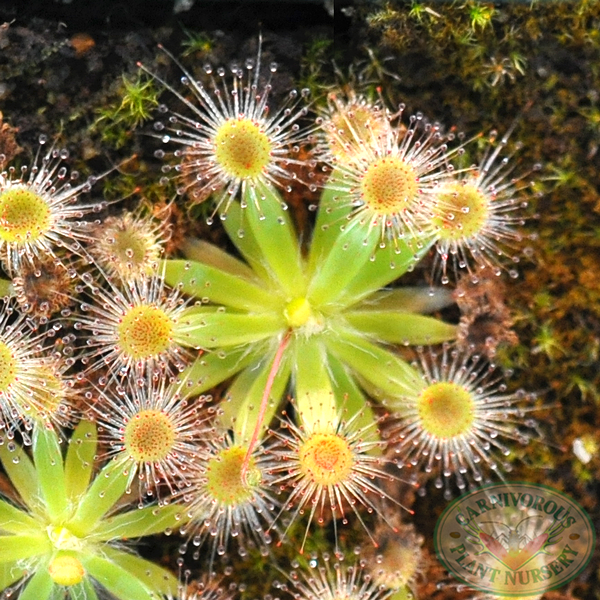 Drosera pulchella-Pink Flower | | Carnivorous Plant Nursery