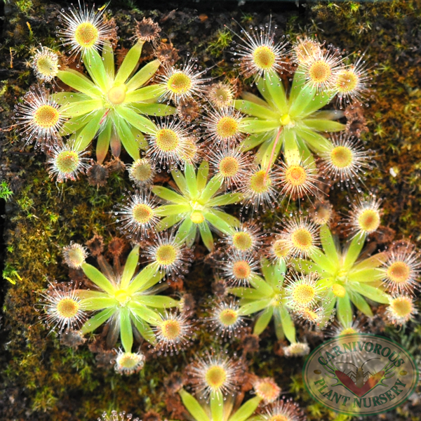 Drosera pulchella-Pink Flower | | Carnivorous Plant Nursery