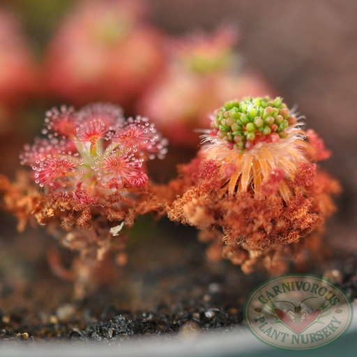 Drosera roseana Gemmae | | Carnivorous Plant Nursery