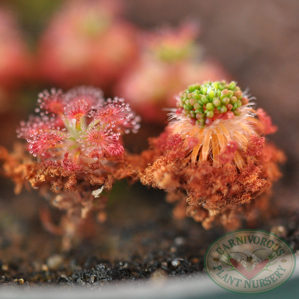 Drosera roseana | | Carnivorous Plant Nursery