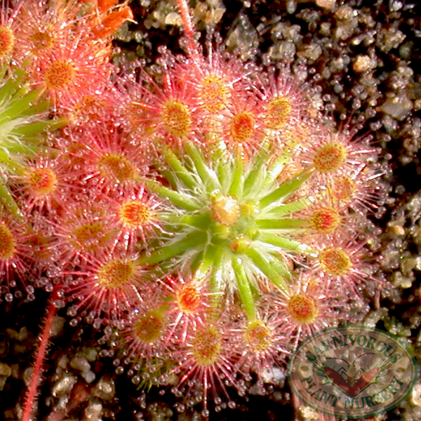 Drosera roseana | | Carnivorous Plant Nursery