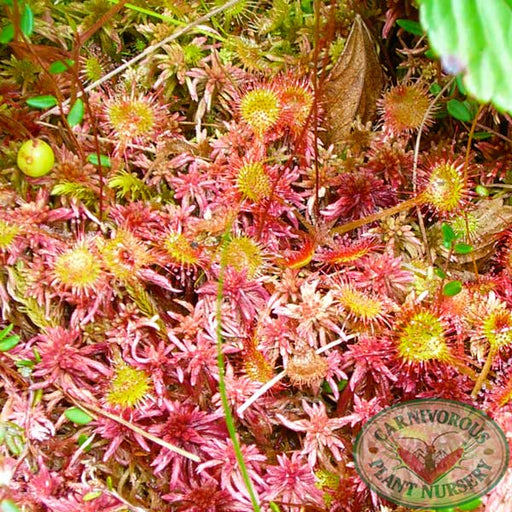 Drosera rotundifolia Seeds | | Carnivorous Plant Nursery