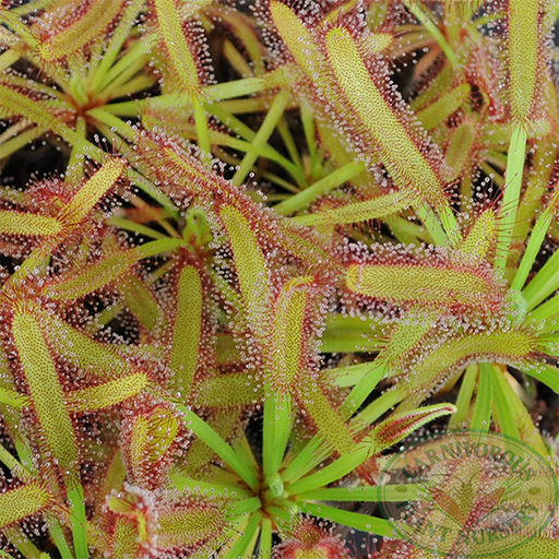 Drosera x Hercules | | Carnivorous Plant Nursery