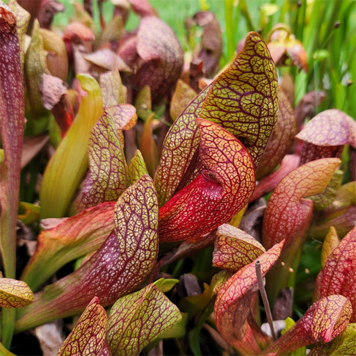 Sarracenia x Dixie Lace | | Carnivorous Plant Nursery