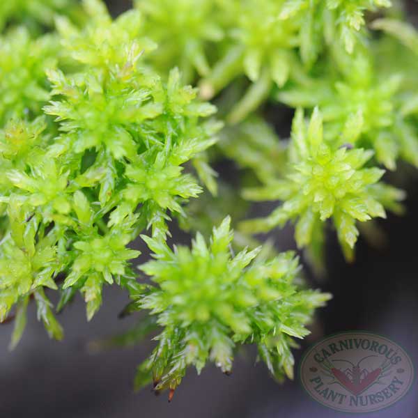 Sphagnum Moss - Dwarf | | Carnivorous Plant Nursery