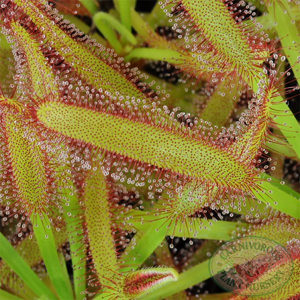 Drosera x Hercules | | Carnivorous Plant Nursery