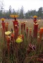 Field Guide to the Carnivorous Plants | | Carnivorous Plant Nursery