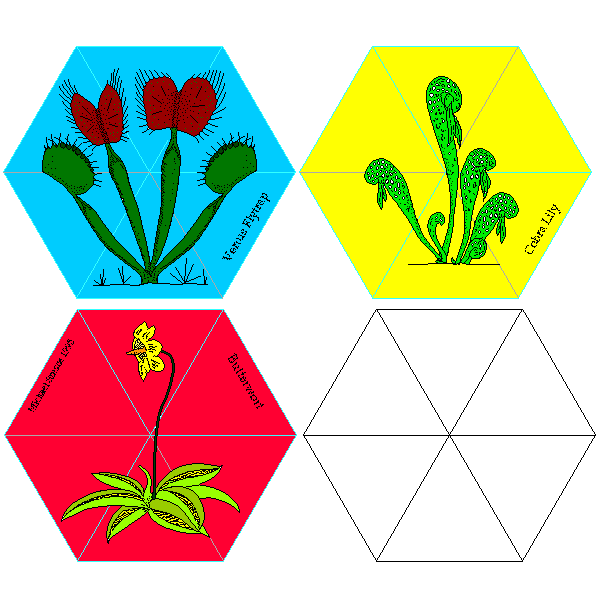 Carnivorous Plant Flexagon | | Carnivorous Plant Nursery