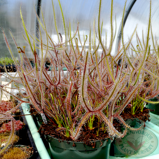 Drosera binata - Giant Form | | Carnivorous Plant Nursery