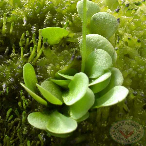 Genlisea lobata x violacea | | Carnivorous Plant Nursery