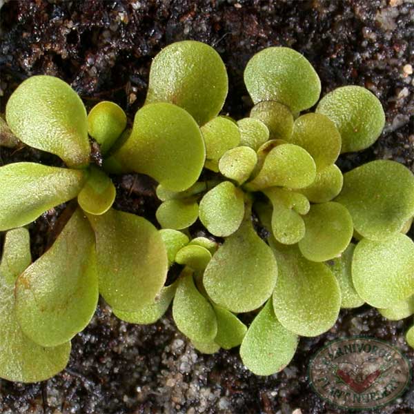 Genlisea lobata x violacea | | Carnivorous Plant Nursery