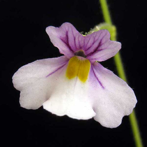 Genlisea lobata x violacea | | Carnivorous Plant Nursery