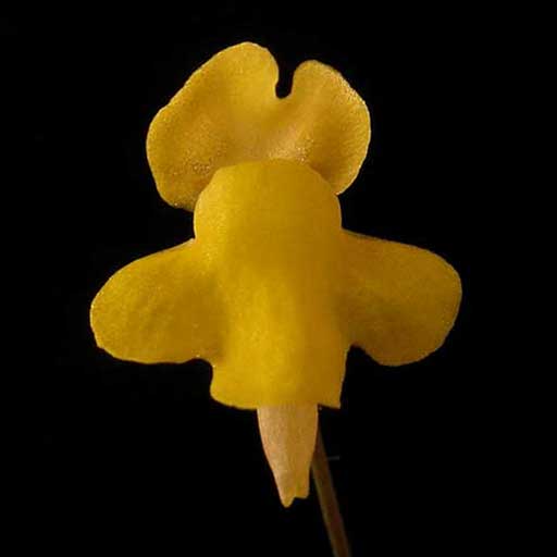 Genlisea repens | | Carnivorous Plant Nursery