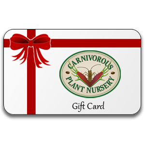 Gift Card (Digital)